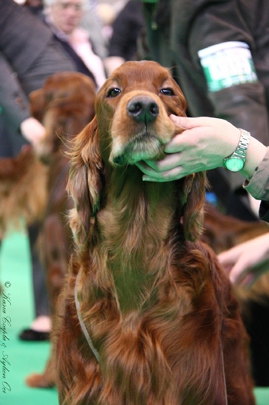 Crufts2011 565.jpg - ASCII